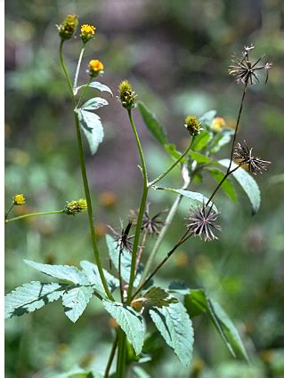 benefits of black jack leaves.